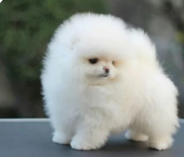 Pomerania di razza puradisponibile per ladozione | Foto 5