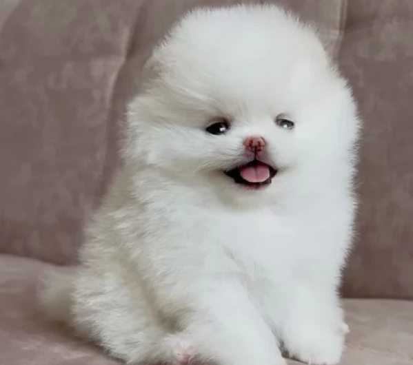 Pomerania di razza puradisponibile per ladozione | Foto 3