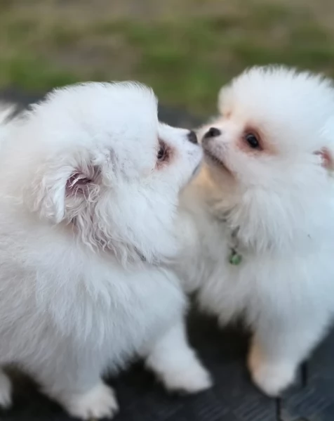 Pomerania di razza puradisponibile per ladozione | Foto 2