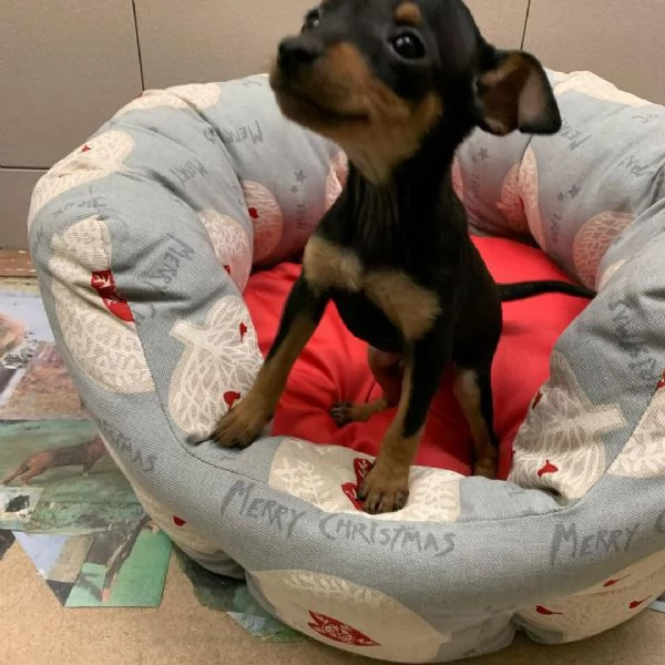 Pinscher Mini cuccioli maschio e femmina