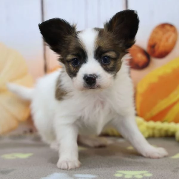 Papillon cuccioli maschio e femmina | Foto 0