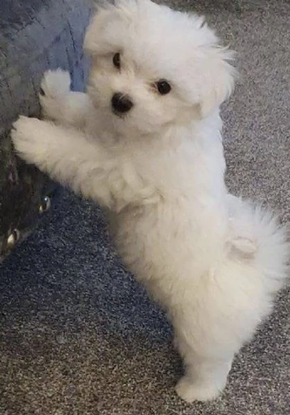 Bichon  cuccioli maschio e femmina