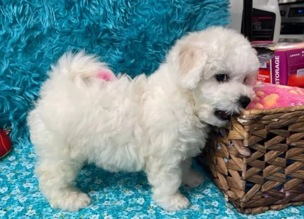 Bichon  cuccioli maschio e femmina | Foto 0