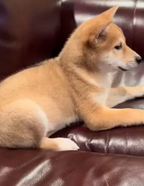 Shiba Inu cuccioli maschio e femmina