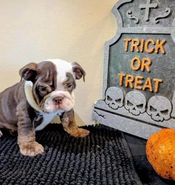 Bulldog Inglese cuccioli maschio e femmina | Foto 1