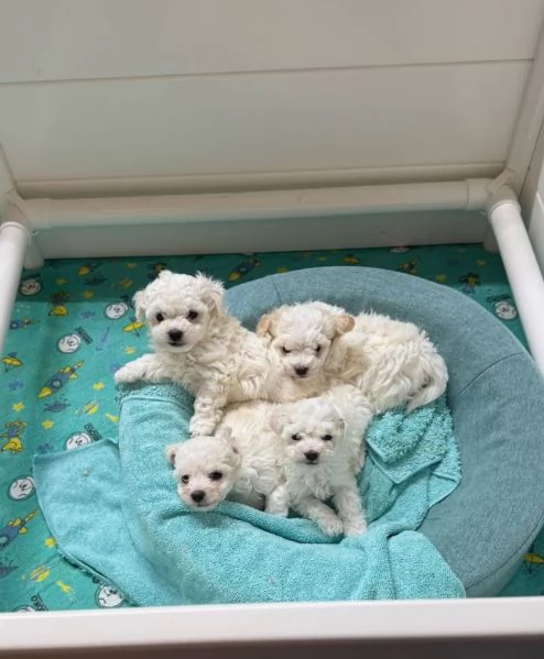 Golden Retriever cuccioli maschio e femmina