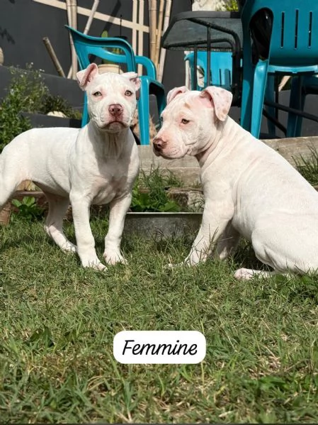 Meravigliosi cuccioli di American bully taglia XXL