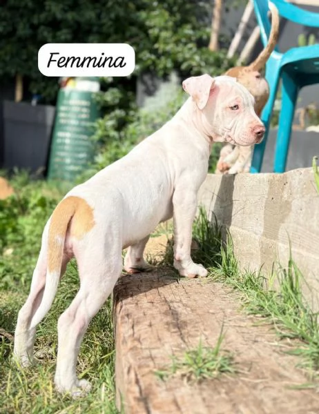 Meravigliosi cuccioli di American bully taglia XXL | Foto 4