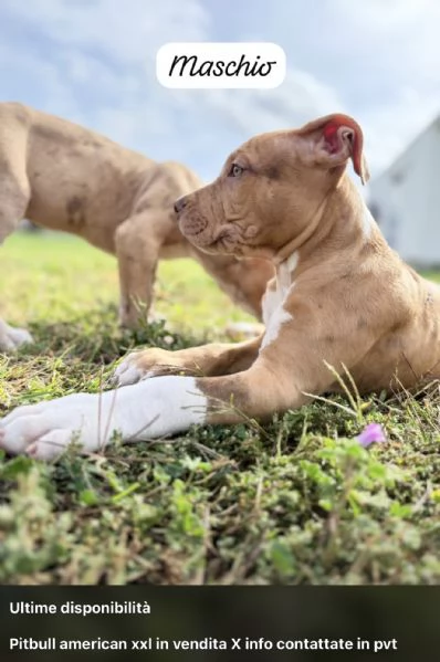 CUCCIOLI DI AMERICAN BULLY XXL