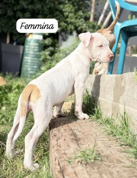 CUCCIOLI DI AMERICAN BULLY XXL | Foto 6