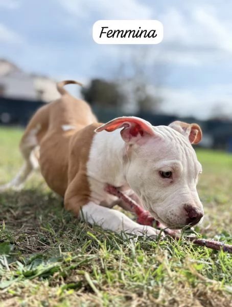 CUCCIOLI DI AMERICAN BULLY XXL | Foto 4