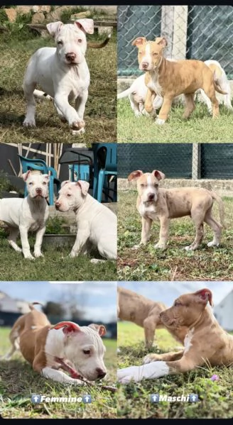 CUCCIOLI DI AMERICAN BULLY XXL | Foto 3