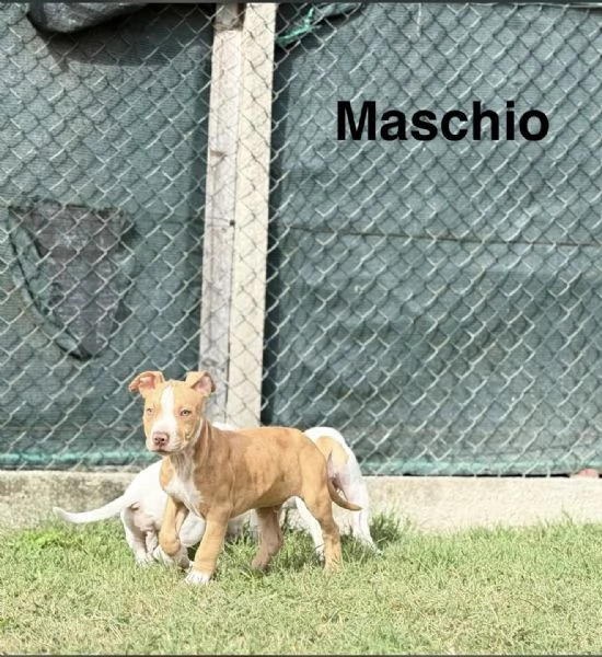 CUCCIOLI DI AMERICAN BULLY XXL | Foto 2
