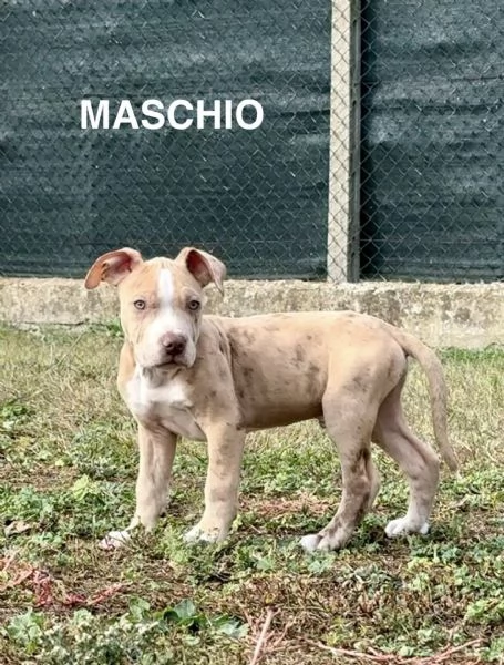 CUCCIOLI DI AMERICAN BULLY XXL | Foto 0