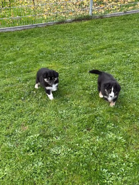 Cuccioli australian shepherd con certificato | Foto 1
