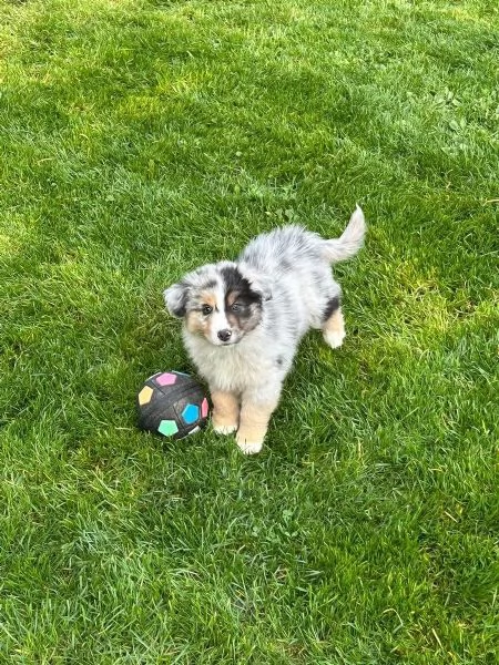 Cuccioli australian shepherd con certificato | Foto 0