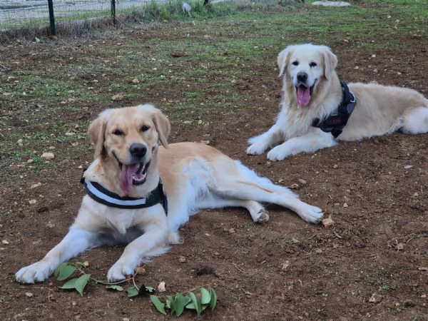 Cuccioli Di Golden Retriever con Pedigree ENCI