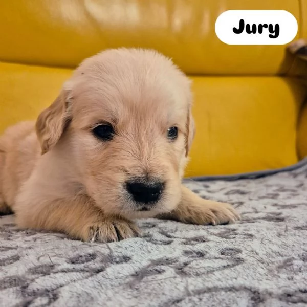 Cuccioli Di Golden Retriever con Pedigree ENCI