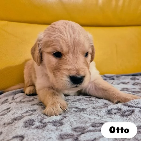 Cuccioli Di Golden Retriever con Pedigree ENCI | Foto 6