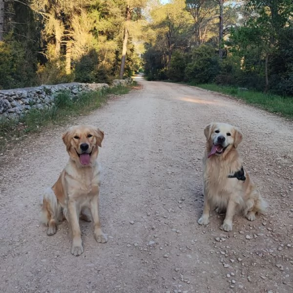 Cuccioli Di Golden Retriever con Pedigree ENCI | Foto 4