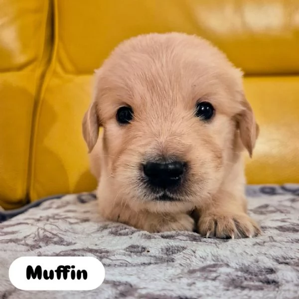 Cuccioli Di Golden Retriever con Pedigree ENCI | Foto 4