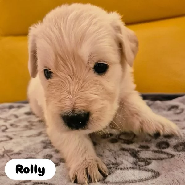 Cuccioli Di Golden Retriever con Pedigree ENCI | Foto 1