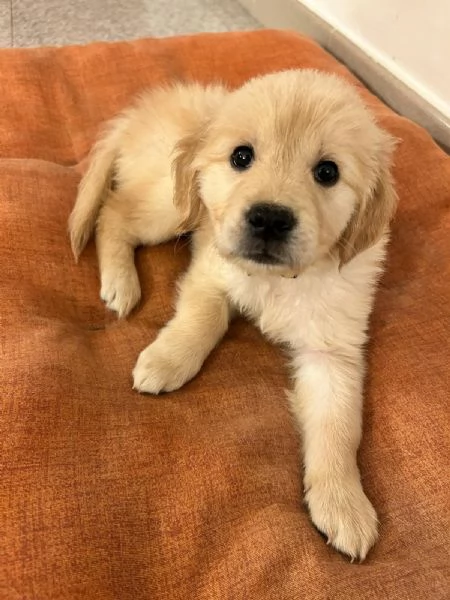 Cuccioli Di Golden Retriever con Pedigree ENCI | Foto 3