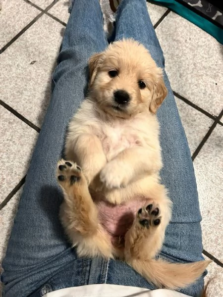 Cuccioli Di Golden Retriever con Pedigree ENCI | Foto 1