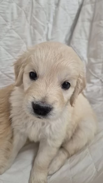 Cuccioli Di Golden Retriever con Pedigree ENCI | Foto 0