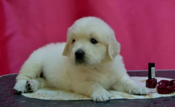 Cuccioli di Golden Retriever 
