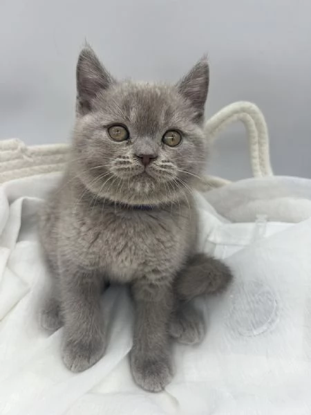 Gattini British Shorthair dolcissimi