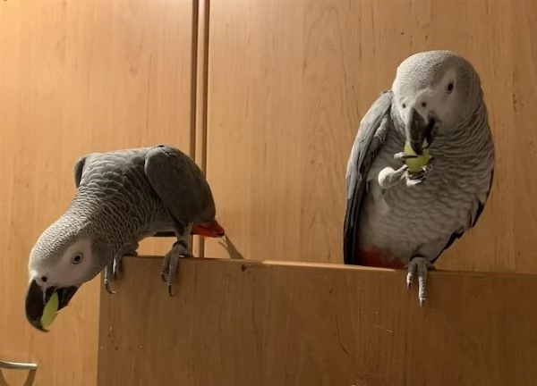 Pappagallo Cenerino Psittacus erithacus | Foto 1