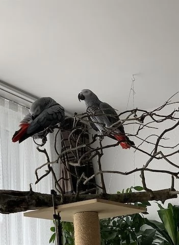 Pappagallo Cenerino Psittacus erithacus