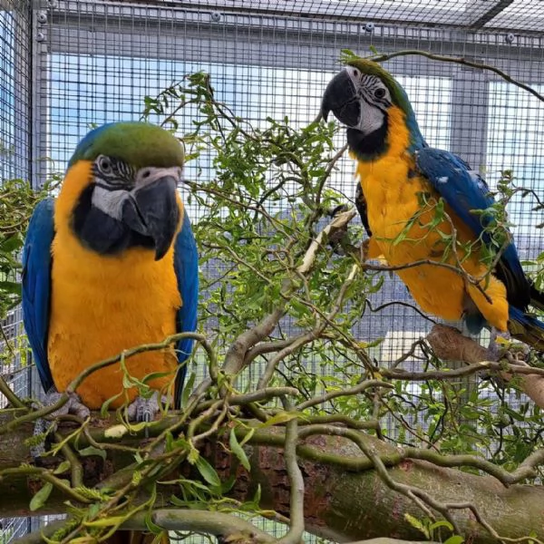 Pappagallo Ara ararauna | Foto 2