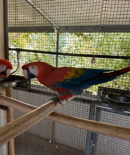 Ara macao ed altri pappagalli | Foto 0