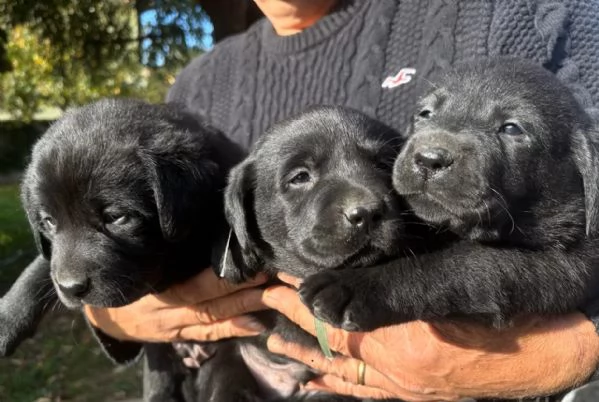 Cuccioli di labrador retriver | Foto 0