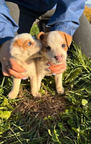 2 cuccioli Jack Russell con Pedigree | Foto 2