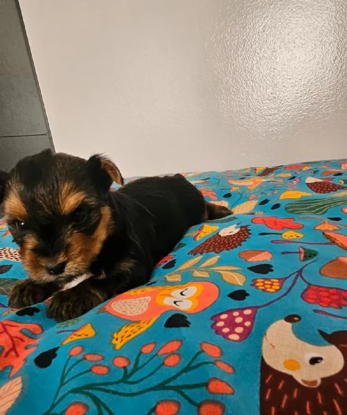 Yorkshire cuccioli toy | Foto 3