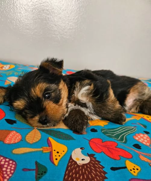 Yorkshire cuccioli toy | Foto 1