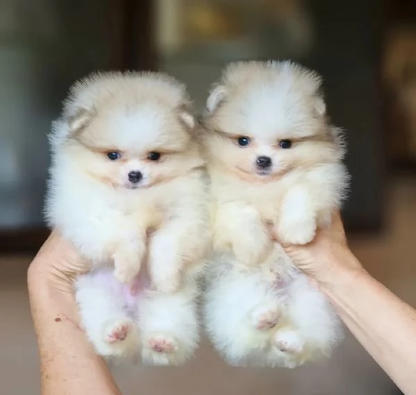 Cuccioli di Pomerania disponibili | Foto 2