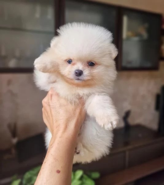 Cuccioli di Pomerania disponibili | Foto 1