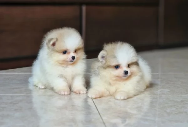 Cuccioli di Pomerania disponibili | Foto 0