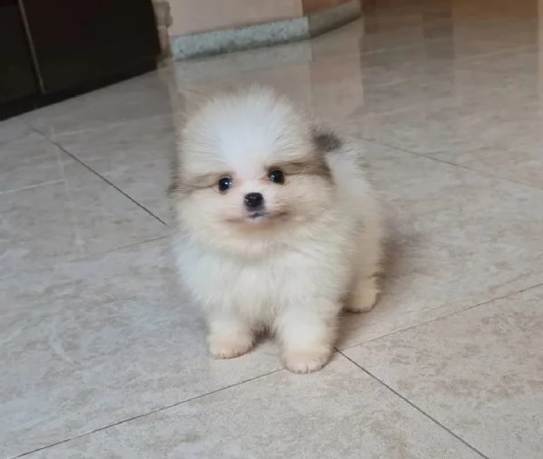 Cuccioli di Pomerania disponibili