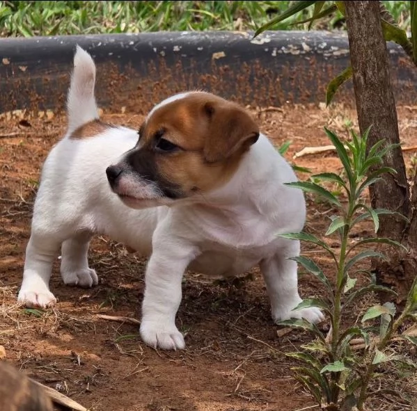 Jack Russell cuccioli maschio e femmina