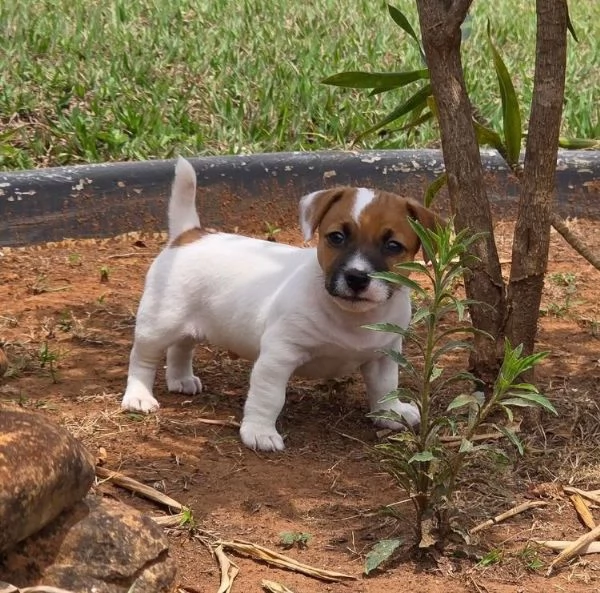 Jack Russell cuccioli maschio e femmina | Foto 0