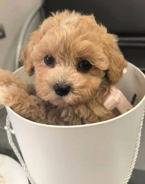Maltipoo cuccioli maschio e femmina | Foto 1