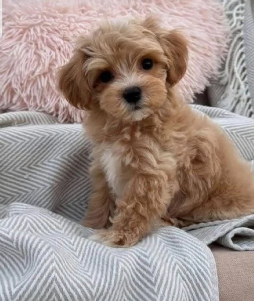 Maltipoo cuccioli maschio e femmina