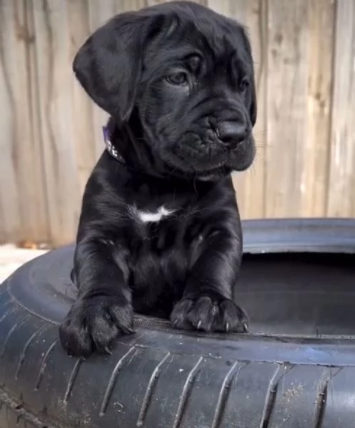 Cane Corso cuccioli maschio e femmina
