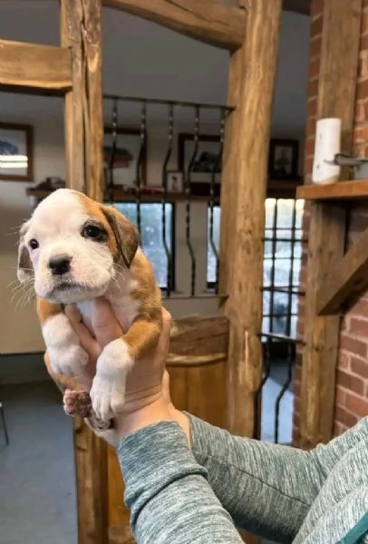 Regalo boxer Barboncino Toy cuccioli maschio e femmina