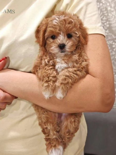 Maltipoo mini toy cuccioli maschio e femmina